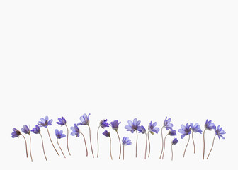 Liverleaf flowers border, hepatica nobilis, isolated on white background.