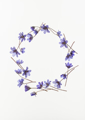 Liverleaf flowers round frame, hepatica nobilis, isolated on white background.