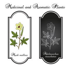 Musk mallow abelmoschus moschatus , medicinal plant - obrazy, fototapety, plakaty