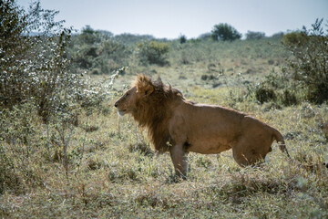 Lion of the Maasai Mara