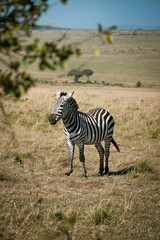 Fototapeta na wymiar Zebra of the Maasai Mara
