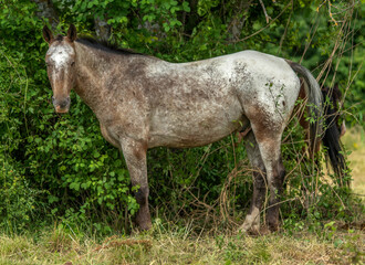 Fototapeta premium Cheval au pâturage aux Arnauds, Hautes-Alpes, France
