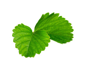 Strawberry leaf one green fresh isolated on white background.