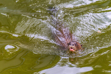 A Giant otter swimming