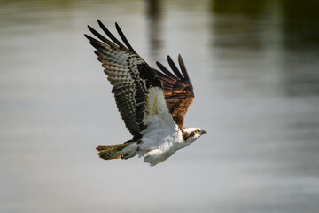 Fototapeta premium An osprey with wings raised in flight as it climbs through tthe air above a river towards a landing spot