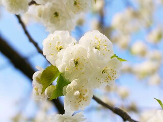 white cherry blossom on a tree branch in the spring