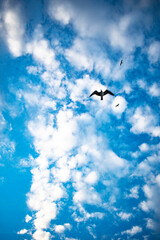seagull flying in the sky