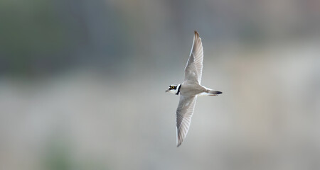 Charadrius dubius little ringed flies for his love.