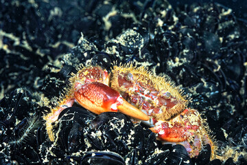 A picture of a crab
