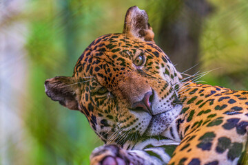 An awakened jaguar at the Iquitos Zoo