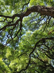 Canopée, cimes des arbres, Buenos-Aires, Argentine