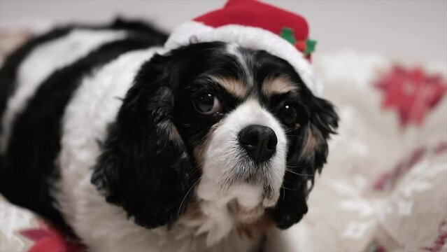 Cavalier king cane, con cappello da Babbo Natale