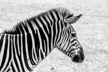 Fototapeta na wymiar Zebra with black and white stripes on Brioni Island in Croatia