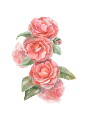 Watercolor bouquet of wild pink roses. Natural botanical art. Tender beautiful flowers. 