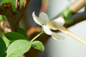 künstliche Bestäubung der Blüte eines Apfel Bonsai mit einem Pinsel auf Grund des Rückgangs der...