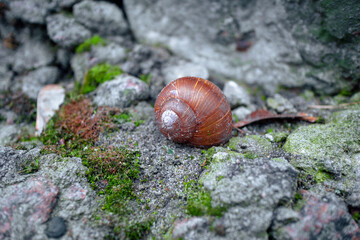 Snail in a shell on the rocks. Snail shell on stones covered with moss