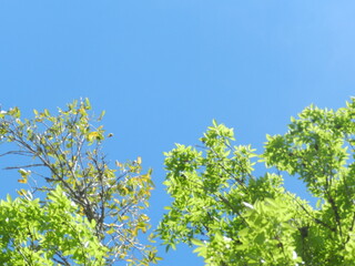 Verde y azul