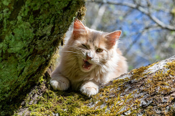 Katze sitzt im Baum und zwinkert - 499868172
