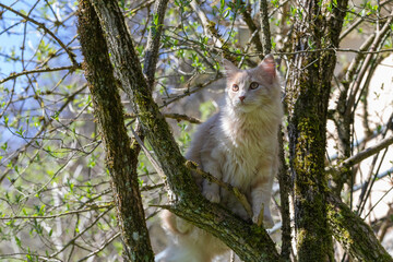 Katze lauert im Busch