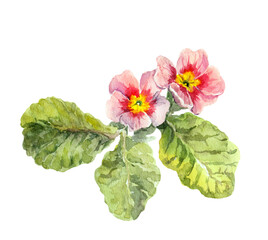 Primula primrose pink flower. Watercolor botanical illustration - 499868317
