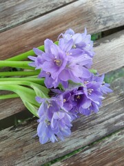 lilac flowers on wooden background