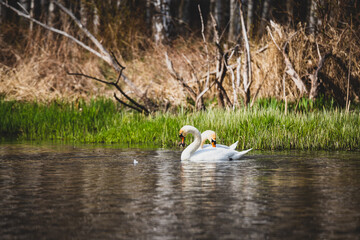 Łabędzie © Katarzyna