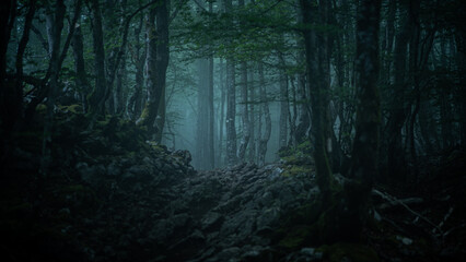 Fototapeta premium fog in the woods