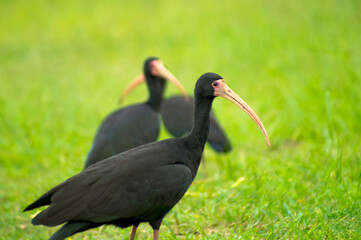 bare-faced ibis (Phimosus infuscatus) on green grass