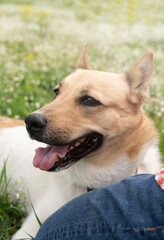 Happy man plays with mixed breed shepherd dog on green grass