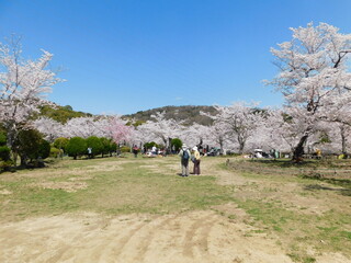 桜が咲く摂津峡公園(大阪府高槻市で2022年4月撮影)