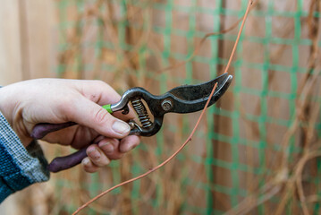 woman makes spring pruning of lemongrass. The hand with the help of siccator cuts off a branch