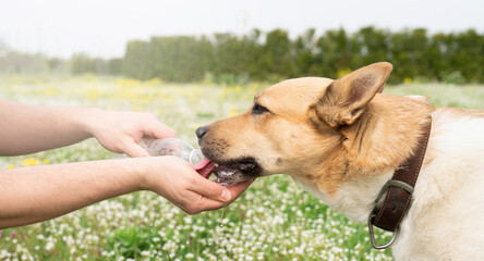 Caring dog owner helps his dog to drink water in summer hot day outdoors