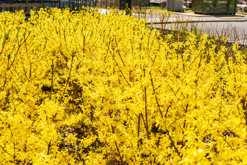 Obraz premium Yellow Forsythia Flowers Macro Photo