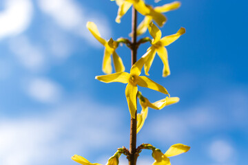 Yellow Forsythia Flowers Macro Photo