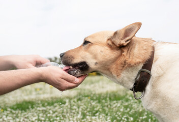 Caring dog owner helps his dog to drink water in summer hot day outdoors