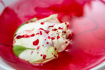 white rose in a pool of blood, passion crime concept