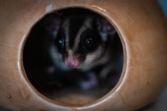 petauro dello zucchero