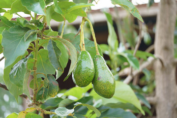 Bunch of fresh avocados on an avocado tree branch in sunny garden.