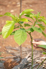 grafted avocado fruit plant tree grafting.