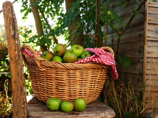Basket of fresh baking apples in a rustic scene