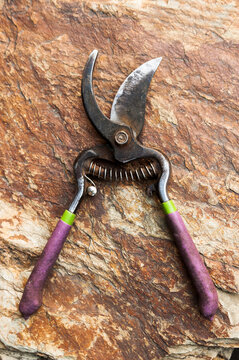 Garden secateurs. Scissors for trimming lies on the stone