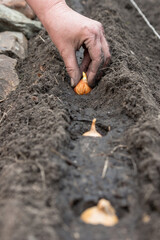 hand planting a sprouted seed of garlic in a garden bed with soil in spring.