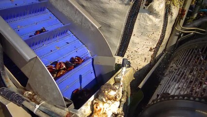 BULGARIA, Black Sea - APRIL 04, 2016: processing mussels (Mytilus galloprovincialis) on a ship at a mussel farm in Bulgaria, Black Sea