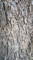 Texture of tree trunk surface. Background of natural pattern on tree trunk.