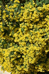 Coronilla valentina au printemps