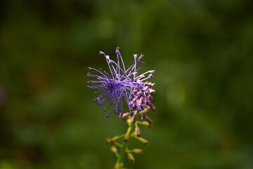 Small purple flower in summer