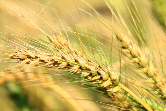 amazing view of golden Wheat ears,close-up of yellow with green Wheat ears growing in the farmland at a sunny day