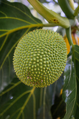 Fruta de pan originaria de nicaragua