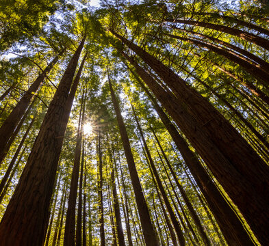 Lost in a secuoya trees forest