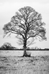 tree in winter